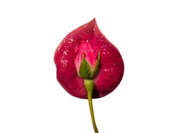 Vagina metaphor of appetizing wet lips with pink flower